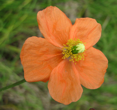 Poppy flower
